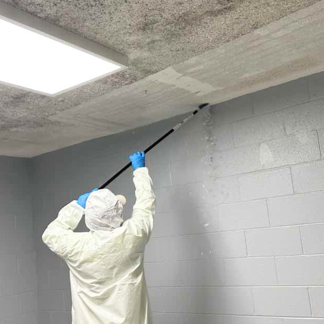 mold-removal-service